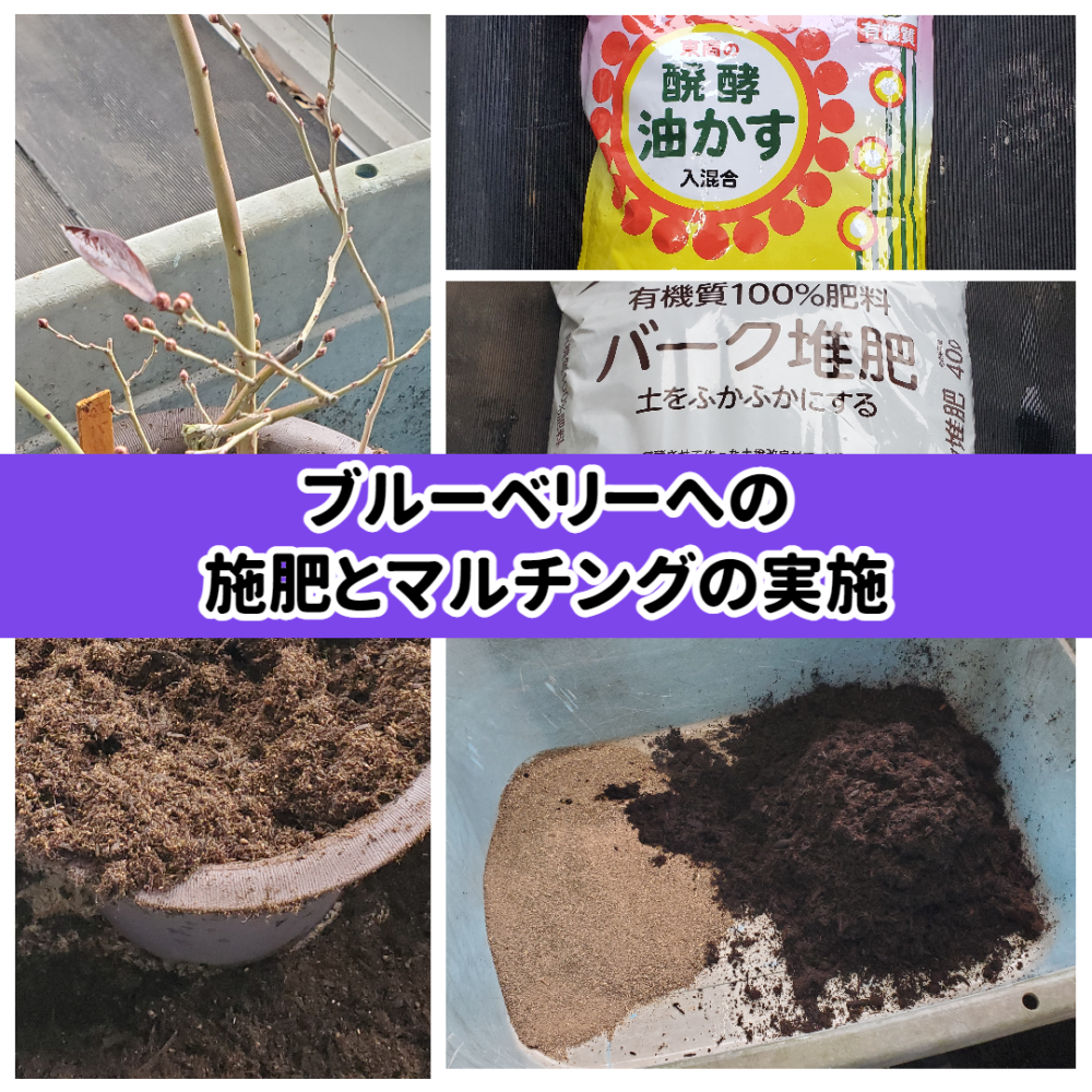 ブルーベリー  バーク(樹皮) マルチング  ✳️ 解説ページの専用 ブルーベリー栽培にバークチップは必須なの？！ | せらす果樹園