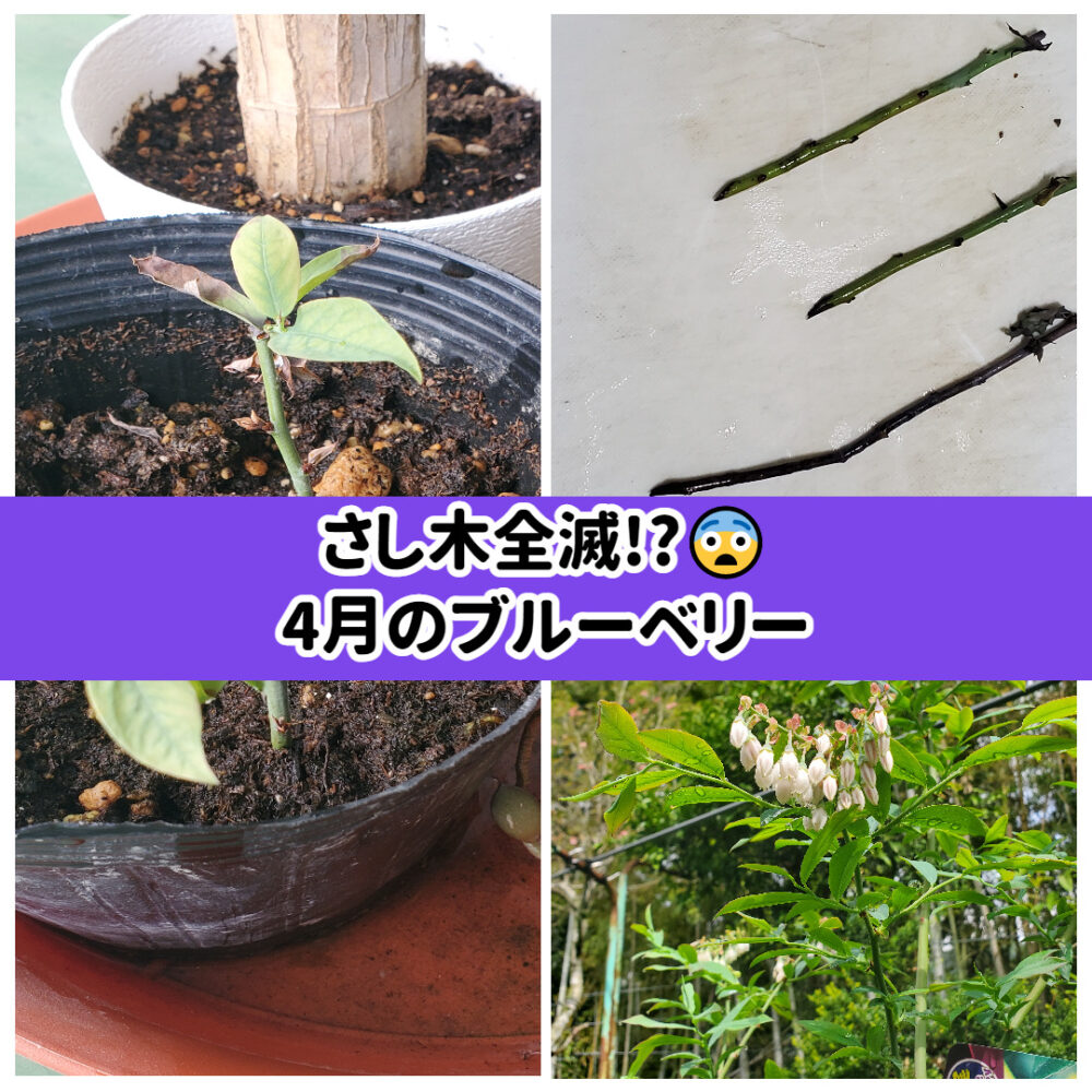ムベ　挿し木　抜き苗　現品 ムベ 挿し木 抜き苗 現品 【公式通販】