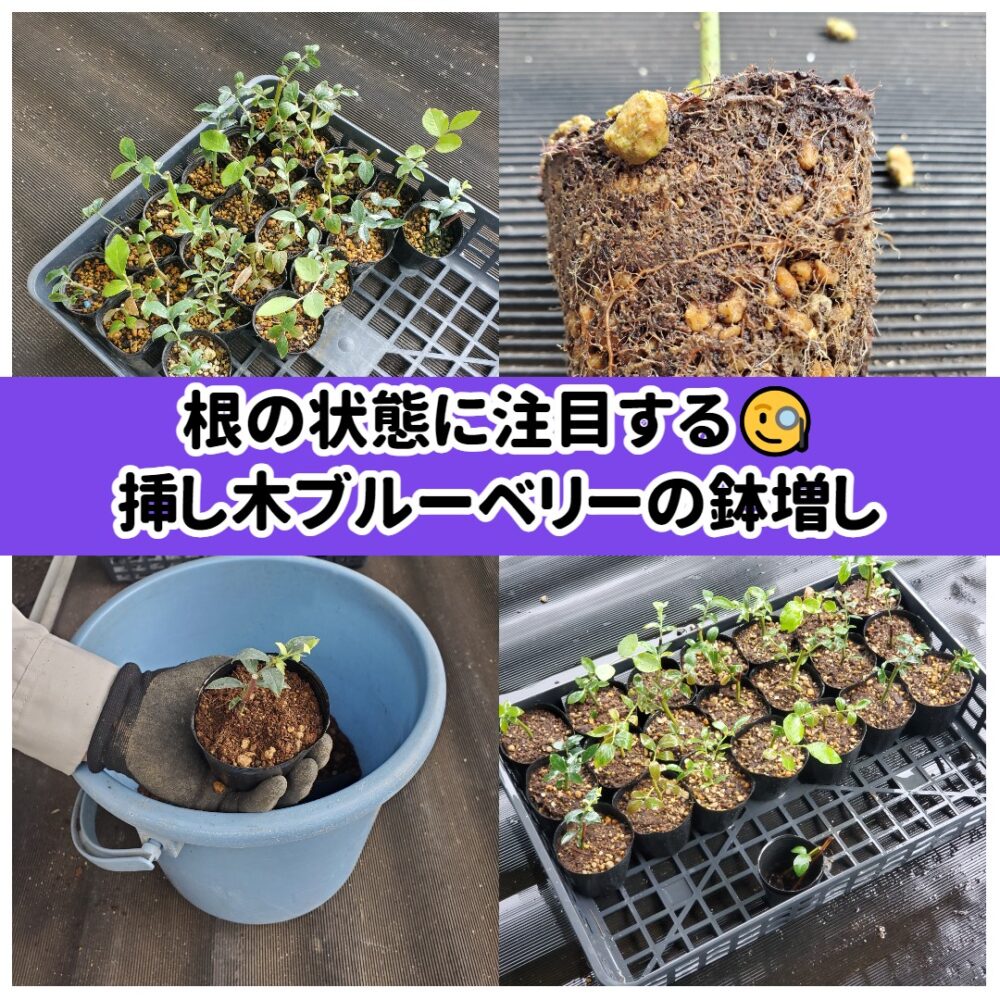 根の状態に注目する🧐挿し木ブルーベリーの鉢増し | ベリーブルーベリー
