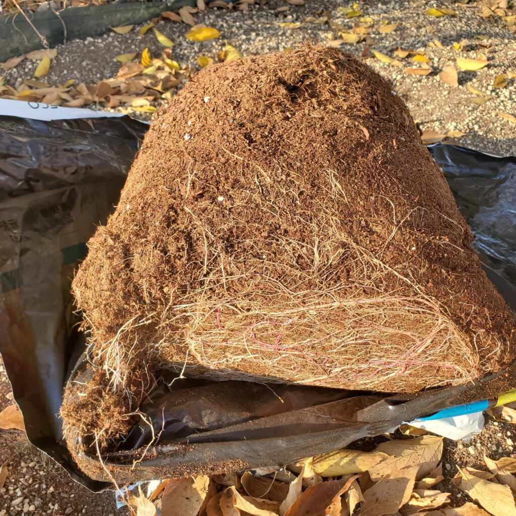 縦型袋栽培のサツマイモの様子。上下分かりづらいですが、袋の底にびっしりと根が生えています。