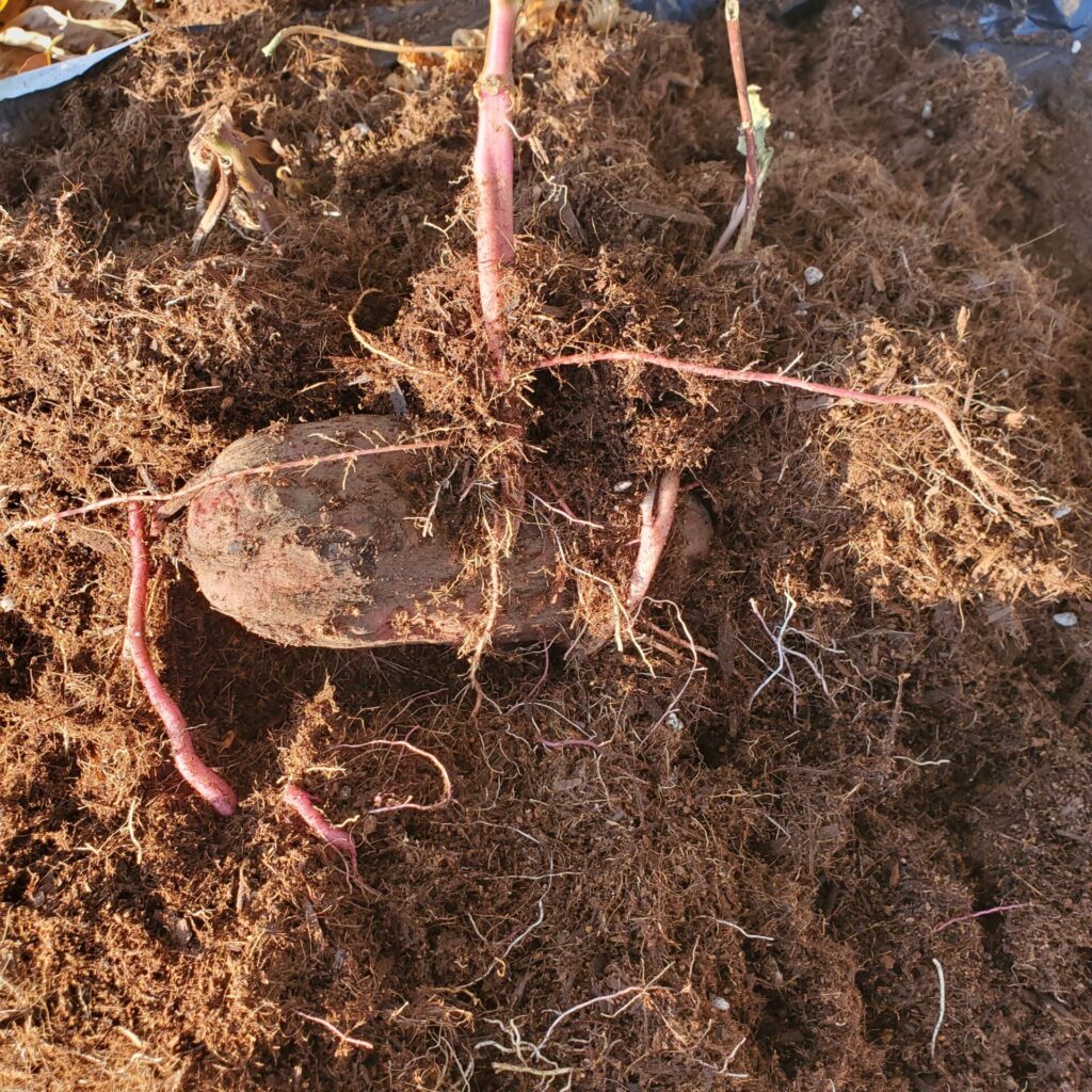 早速サツマイモ発見。と思いきや種芋でした。