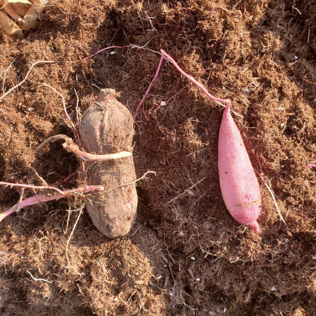 縦型袋栽培で育てたサツマイモ。種芋よりも小さいイモが出来ています。