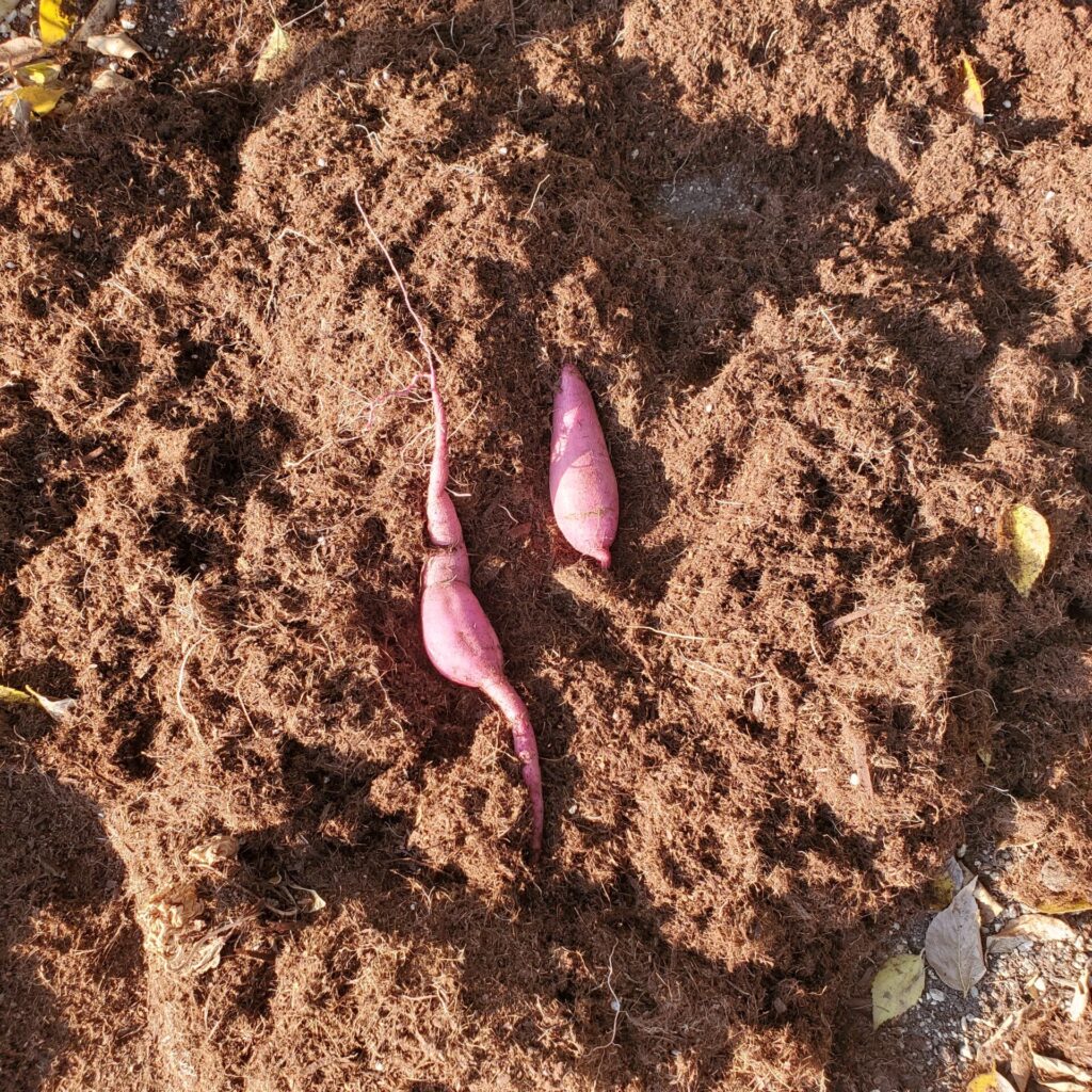 袋栽培のサツマイモは惨敗でした。1袋ごとに小さい芋が1つずつです。