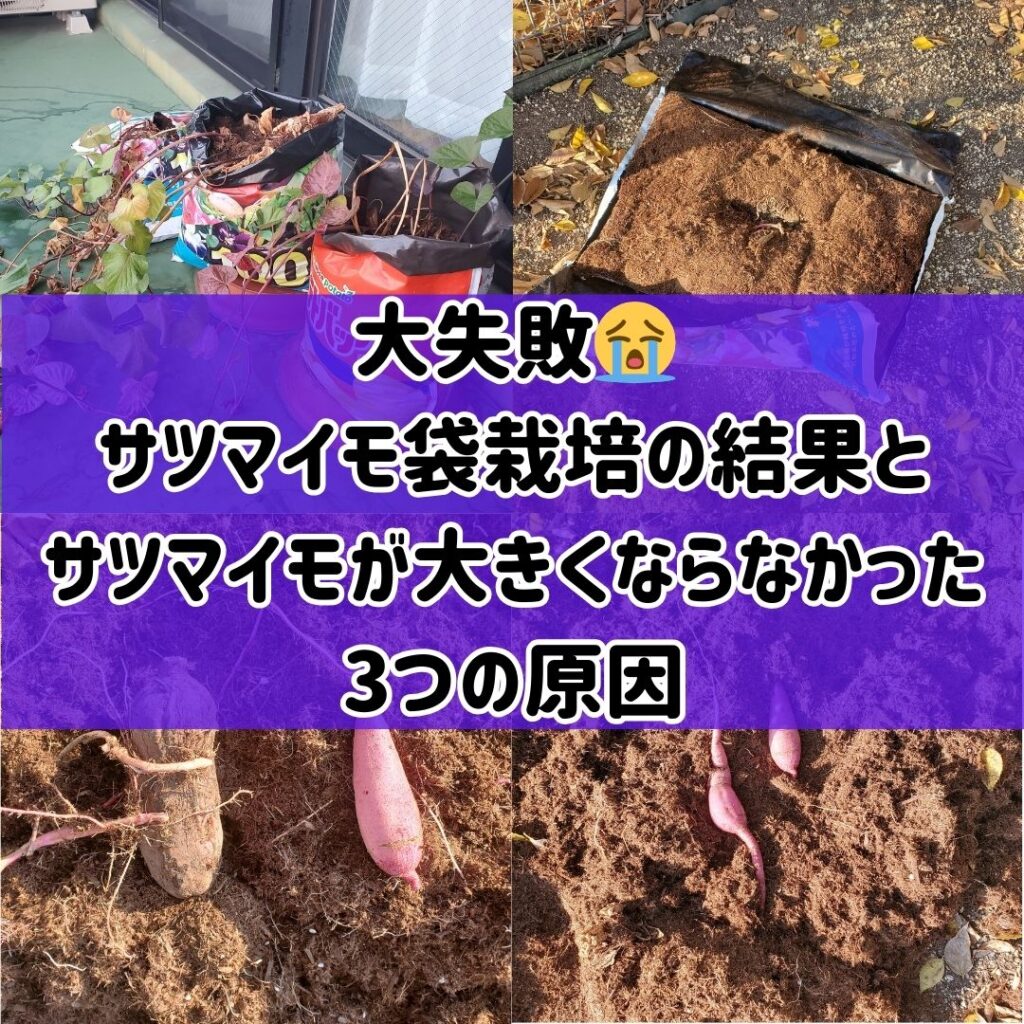【大失敗】😭サツマイモ袋栽培の結果とサツマイモが大きくならなかった3つの原因