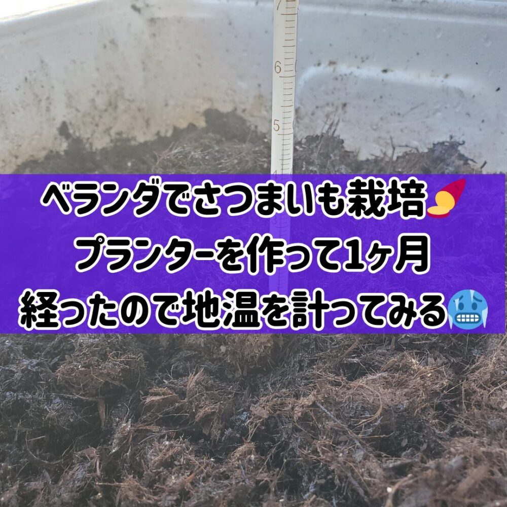 【ベランダでさつまいも栽培】🍠芽出し用プランターをつくって1ヶ月経過したので地温を計ってみる🥶