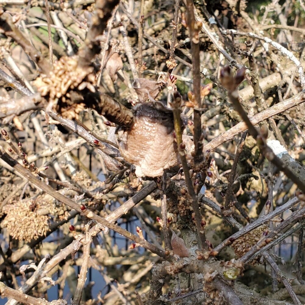 木瓜（ボケ）の木の中にカマキリの卵を発見しました。