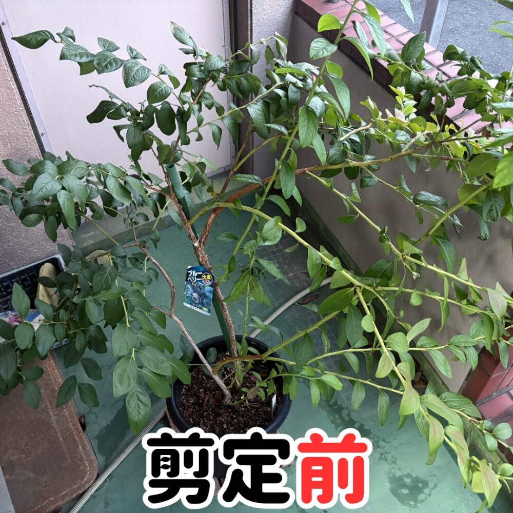 剪定前の枝が拡がったブルーベリーの様子
