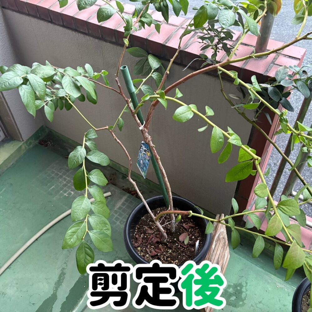 剪定後の徒長枝や入り組んだ枝を落としたブルーベリーの様子
